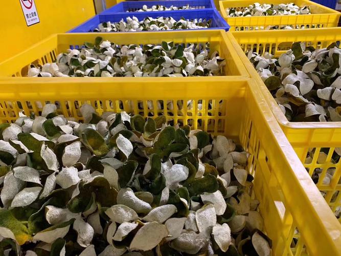 茶更陈皮品牌专做新会核心产区陈皮,陈皮茶